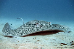 Lepard Ray in Scuba Junkie House Reef in Mabul Island... by Albert Sáiz Tezanos 
